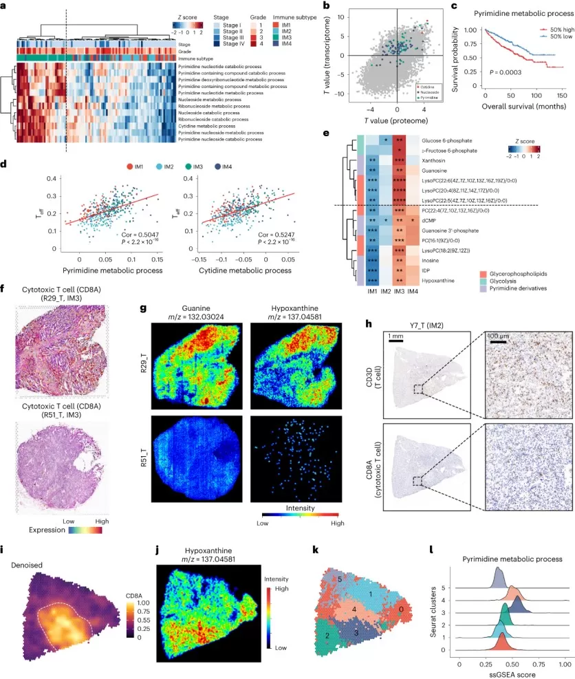 Correlation between immune and metabolic heterogeneity in the TME